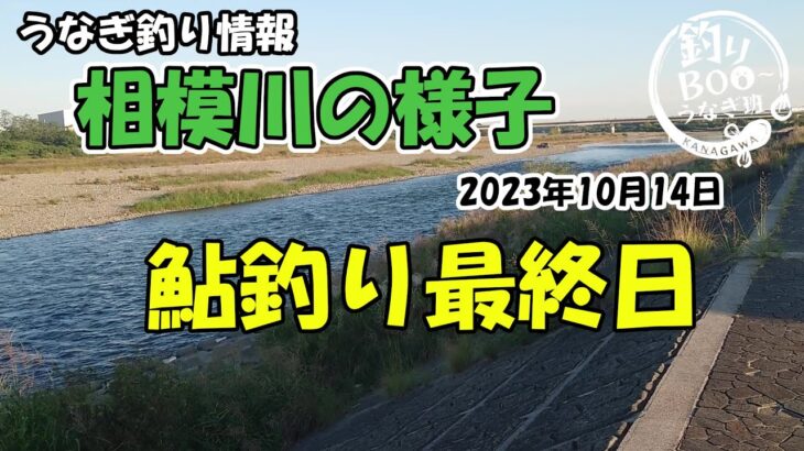うなぎ釣り・鮎釣り情報、相模川の様子。2023年10月14日