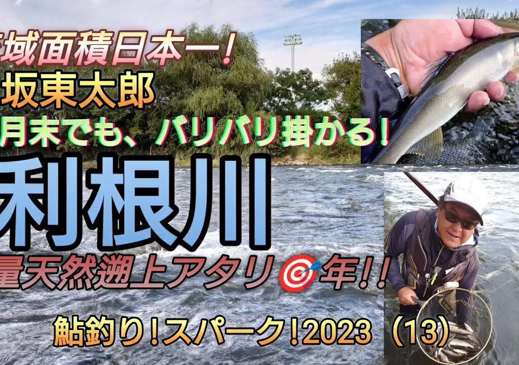 坂東太郎!大量遡上鮎。利根川!９月末でもバリバリ!掛かる!鮎釣り!スパーク!2023（13）