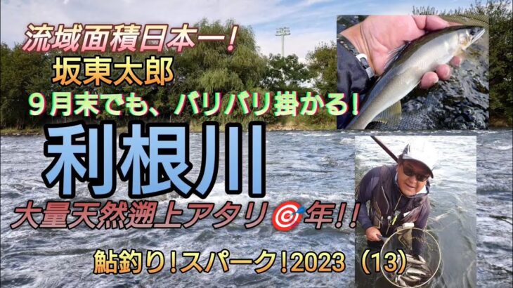 坂東太郎!大量遡上鮎。利根川!９月末でもバリバリ!掛かる!鮎釣り!スパーク!2023（13）