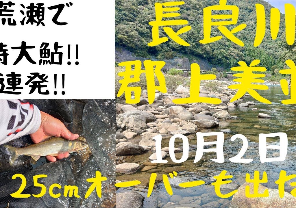 郡上美並の荒瀬で特大鮎連発‼️25cmオーバーも出た‼️