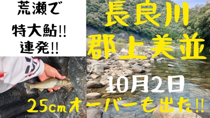 郡上美並の荒瀬で特大鮎連発‼️25cmオーバーも出た‼️