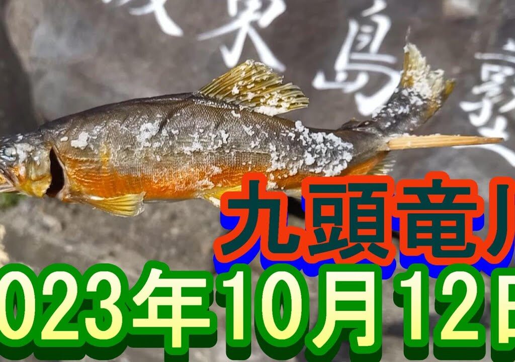 鮎釣り 5㎝高 笠川オトリ前 五松橋上 鳴鹿の堰堤下 九頭竜川 2023年