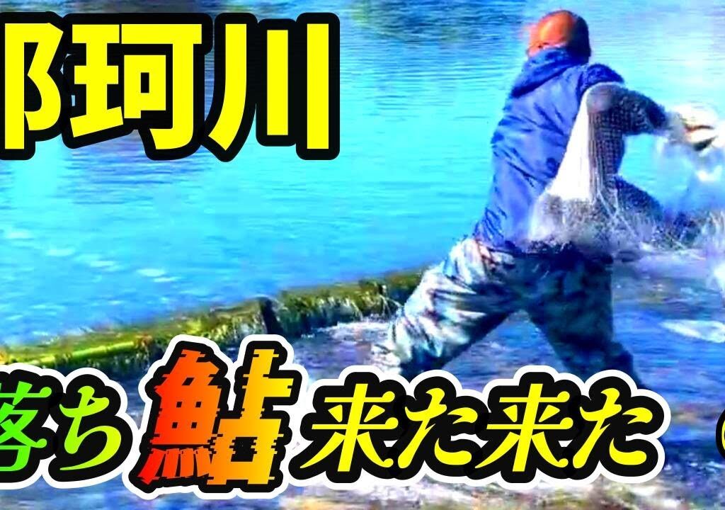 【鮎 投網④】みんな帰ったら突然 鮎出現 漁師も大慌て 禁漁まであと6日大群来たか  River Healing Channel （リバヒ）