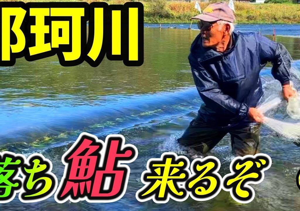 【鮎 投網③】漁師がく然 下ってきた鮎に異変○○ばかり。原因は○○のせいだ。天然遡上の鮎育たない 何とかして！River Healing Channel （リバヒ）