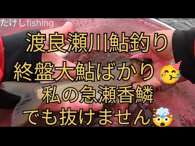 【渡良瀬川鮎釣り】みんな大鮎のされるは、引き抜き大変だは🥳３１，５cm？🤯