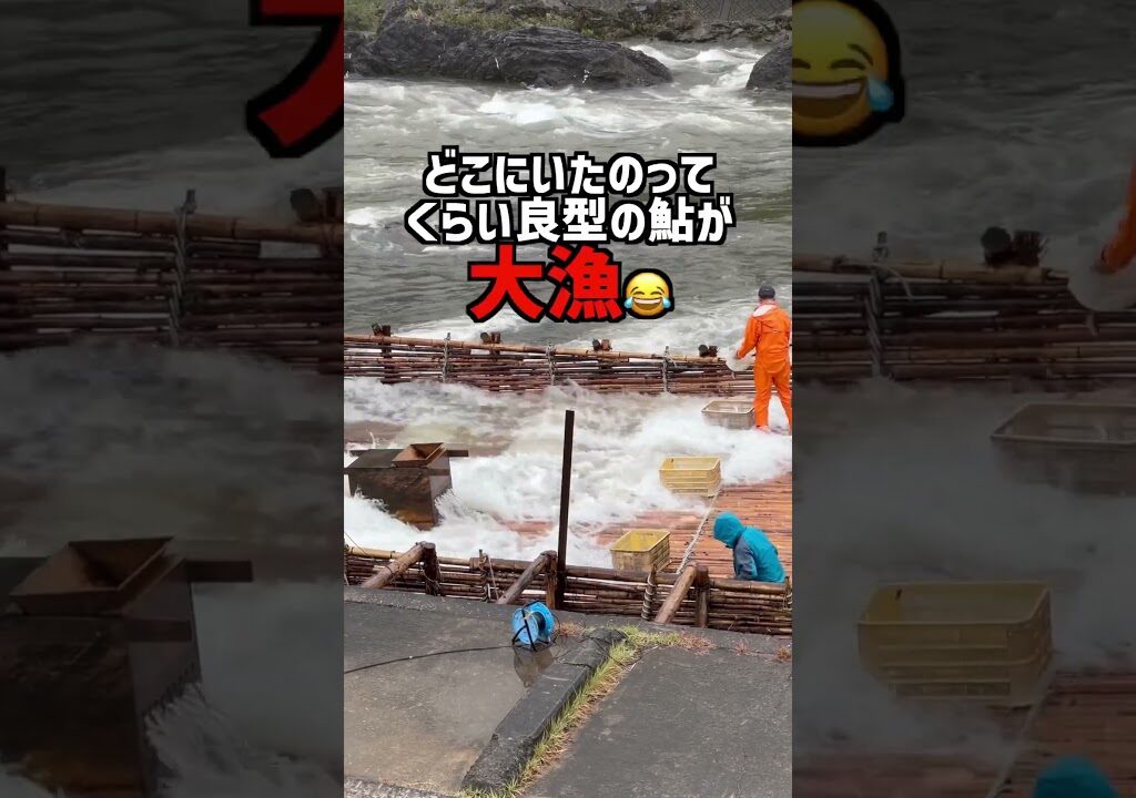 ヤナ漁で大量の鮎が降り注ぐ！終日大忙しのヤナ漁をご覧下さい！ #鮎 #やな漁 #友釣り #shorts