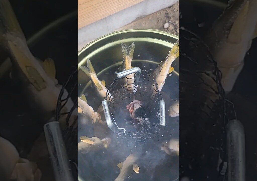 鮎はこの焼き方にかぎる❗　＃shorts