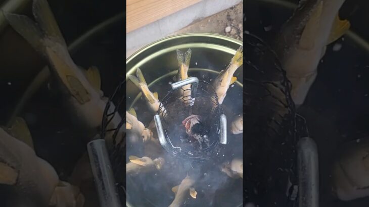 鮎はこの焼き方にかぎる❗　＃shorts