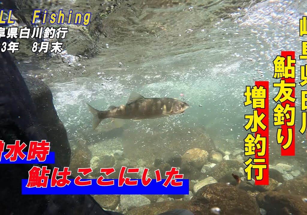 岐阜県白川釣行　増水してる時の鮎友釣りに挑戦　【鮎友釣り】