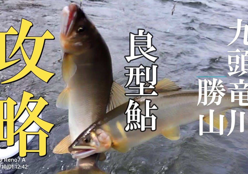 鮎釣り　【野鮎の反応】ポイントを見切る【前アタリ】
