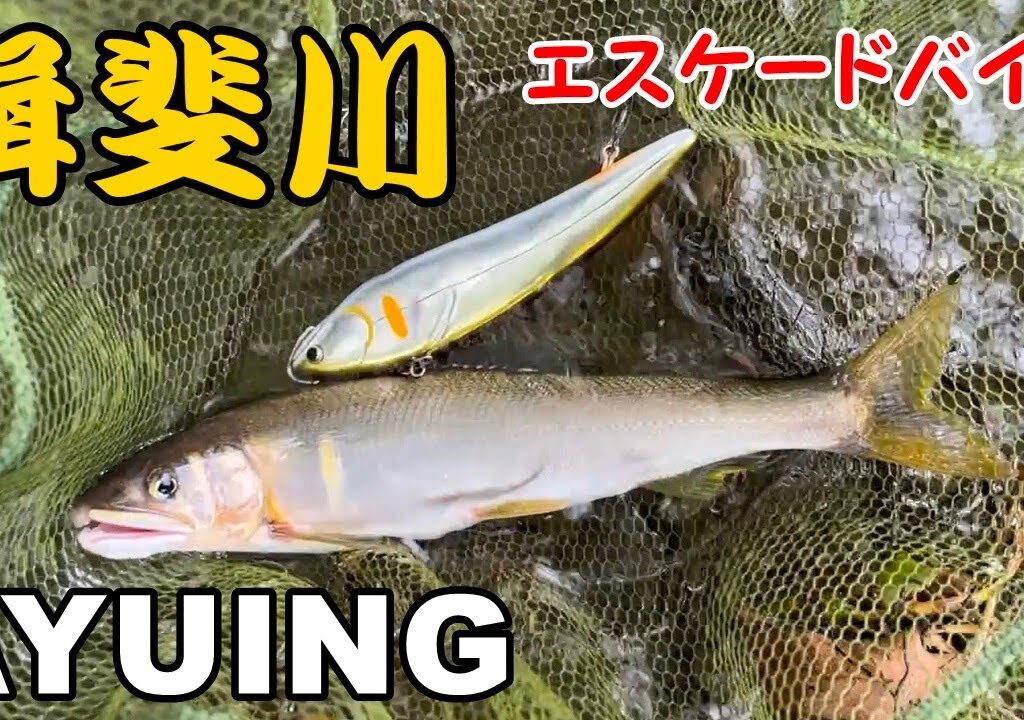 【アユイング】揖斐川でリベンジしてきた