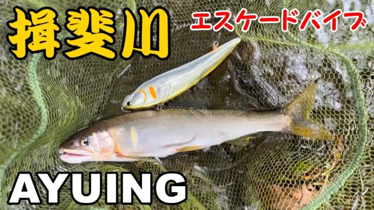 【アユイング】揖斐川でリベンジしてきた