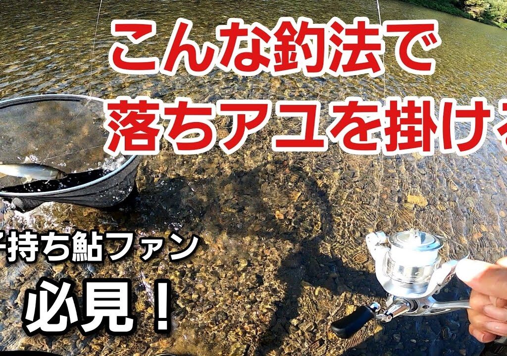 子持ち鮎ファン必見！超お手軽仕掛けで子持ち鮎を掛けよう♪　　鮎釣りオレ流