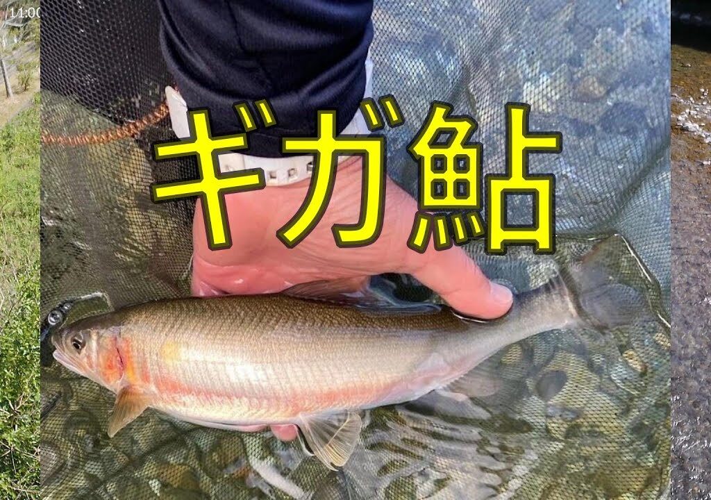 １０月メガ鮎挑戦３連荘