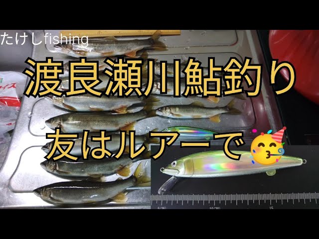 【渡良瀬川鮎釣り】ルアーでオトリを釣る🤗竿納め１日追加😅