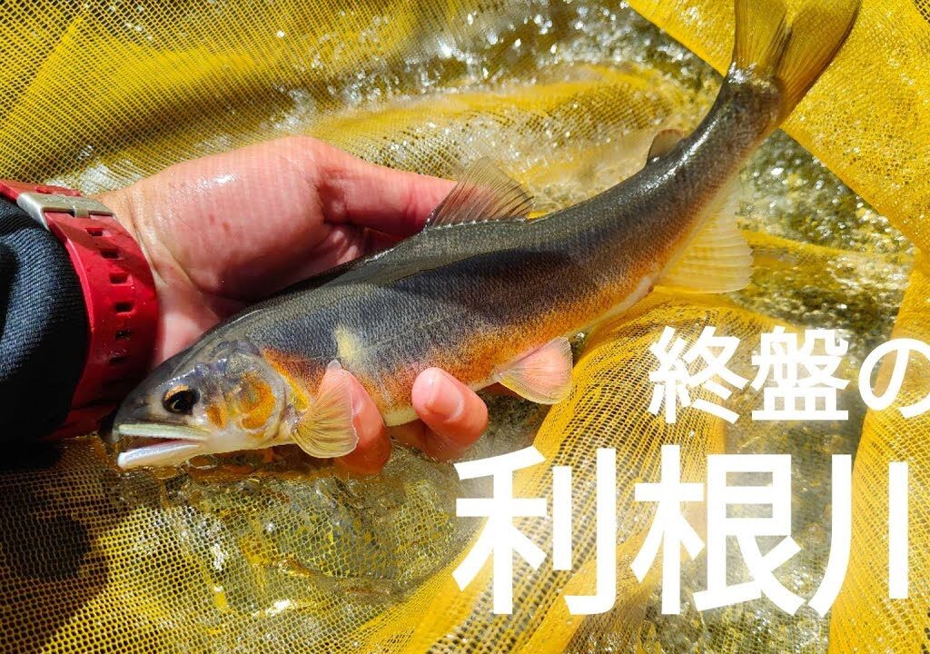 【鮎釣り】【友釣り】終盤の利根川で大型鮎を釣る。