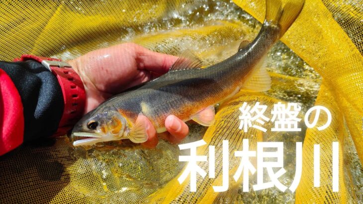 【鮎釣り】【友釣り】終盤の利根川で大型鮎を釣る。
