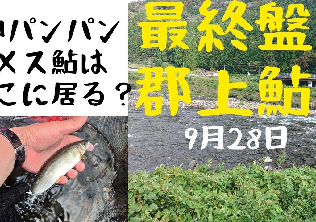 最終盤の郡上鮎‼️卵パンパンのメス鮎はどこに居る？