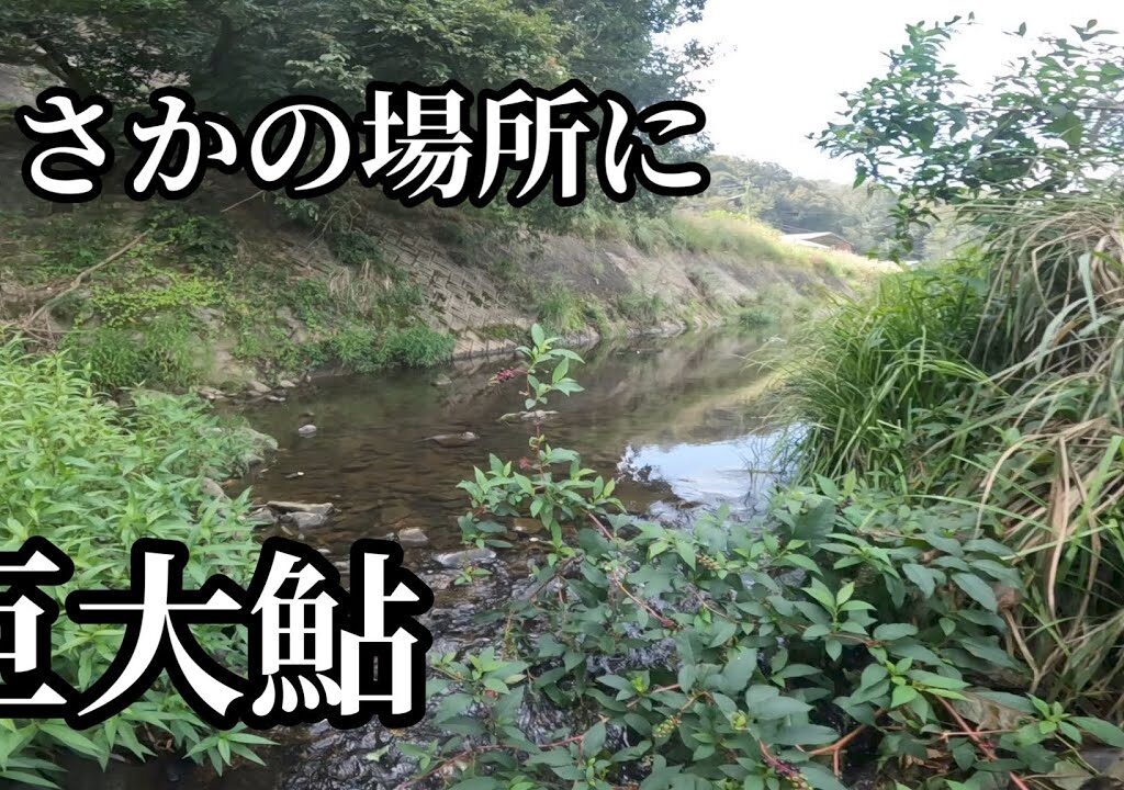 本流の隣りにひっそりと出来た小川が鮎の激アツポイントでした