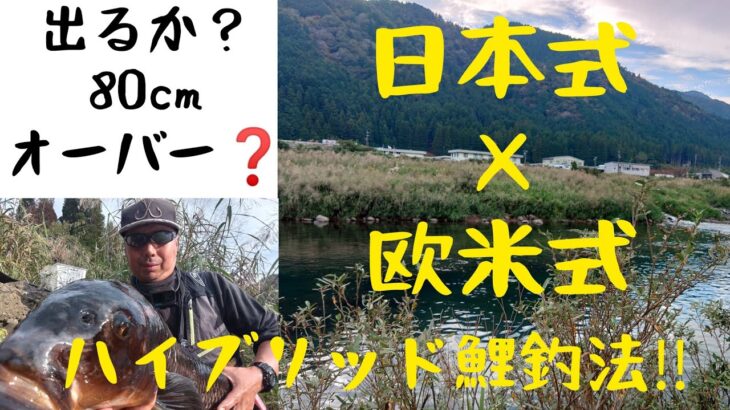 ハイブリッド鯉釣法‼️日本式×欧米式。