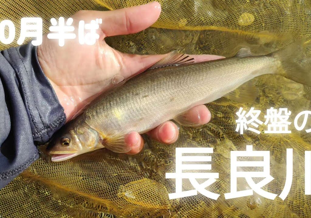【鮎釣り】【友釣り】終盤の友釣り。おとり屋さんの無い、長良川下流域。