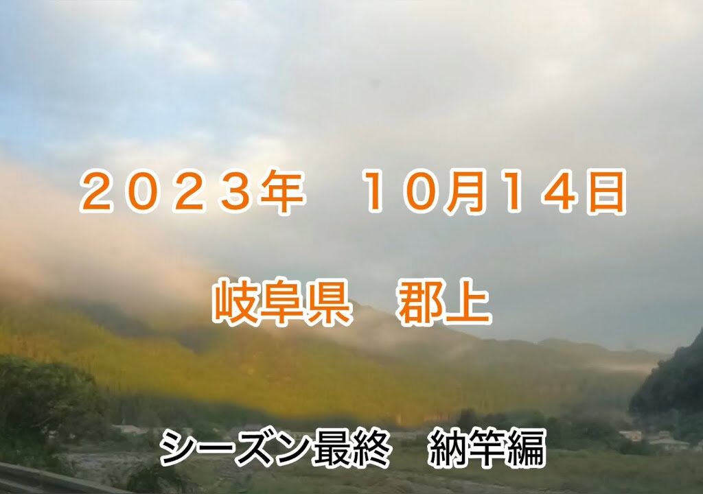 【鮎釣り】シーズン終了、納竿しました。　#鮎釣り #郡上 #初心者 #岐阜県 #友釣り