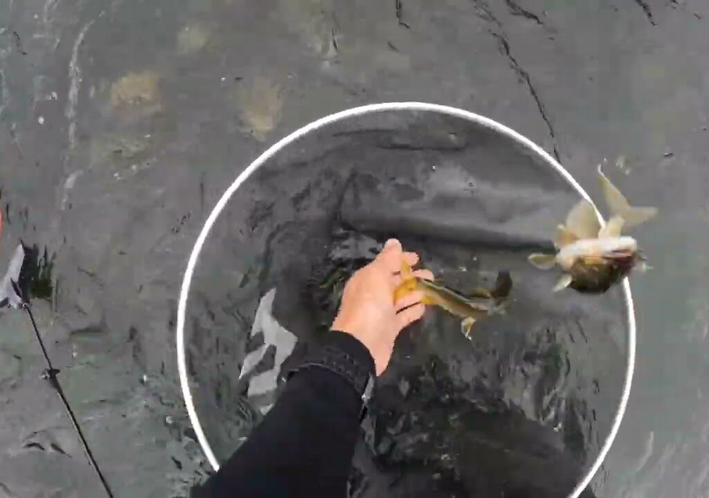 [鮎釣り]那珂川上流難しい鮎釣りの季節ですが寒さに負けず後少し頑張って行きまーす🎵