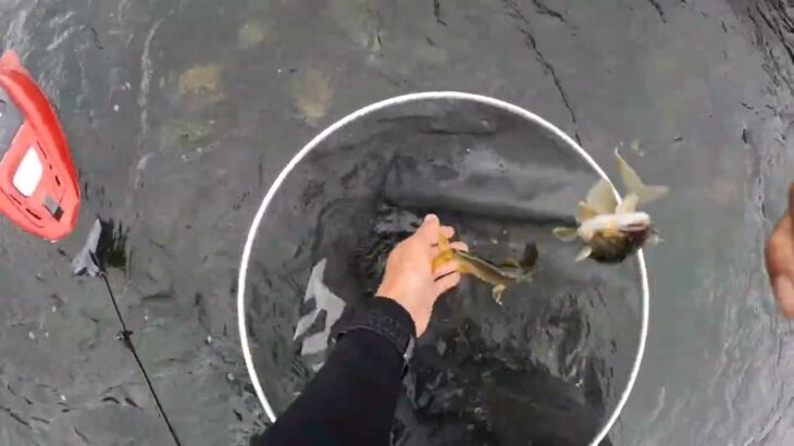 [鮎釣り]那珂川上流難しい鮎釣りの季節ですが寒さに負けず後少し頑張って行きまーす🎵