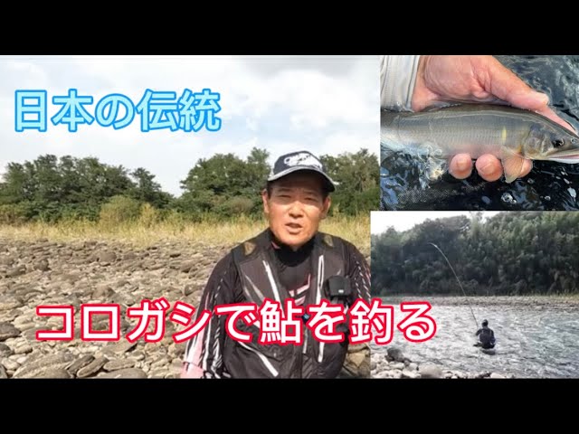 日本の伝統　コロガシで鮎を釣りオトリを確保