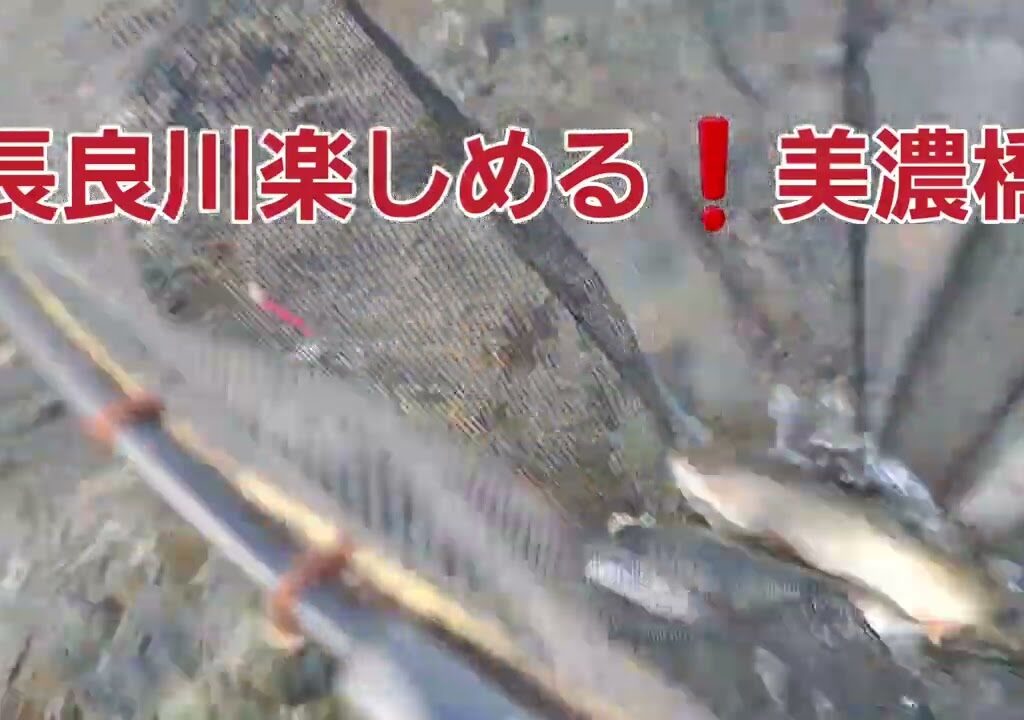長良川　鮎釣り　まだまだ楽しめる❗ｲﾝ美濃橋