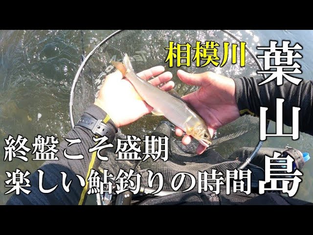 シーズン終盤の相模川　葉山島　楽しい鮎釣りの時間