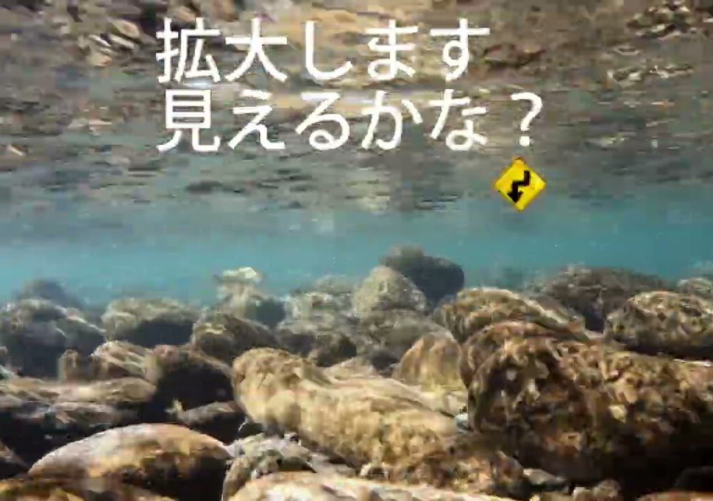 鮎youtube 禁漁後の鮎を見に行ったよin物部川
