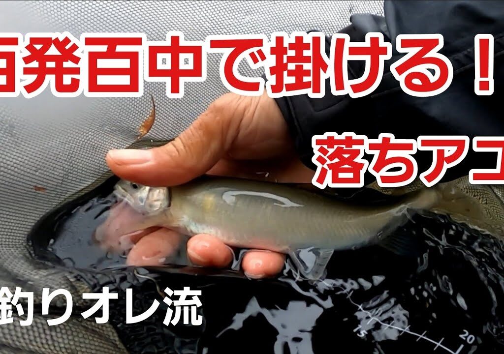 落ち鮎を百発百中で掛ける！　2023年11月12日まだ掛かります♪　【鮎釣りオレ流】