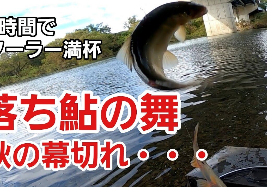 落ち鮎を2時間でクーラー満杯！2023年11月13日まだ掛かります　【鮎釣りオレ流】