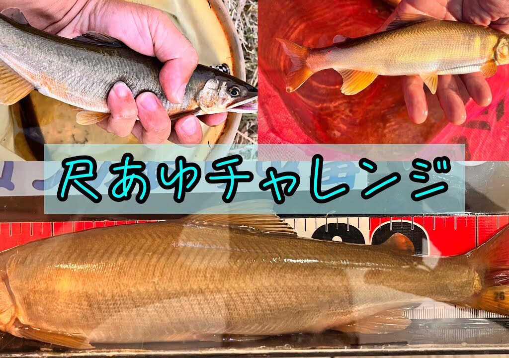 No.49尺鮎チャレンジ