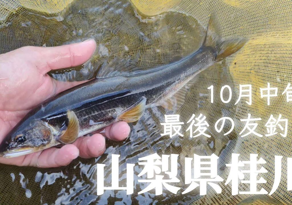 【鮎釣り】【友釣り】山梨県桂川最終章。コロガシから始める友釣り。