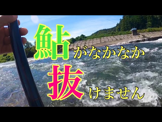 【鮎釣り】取り込み苦労人