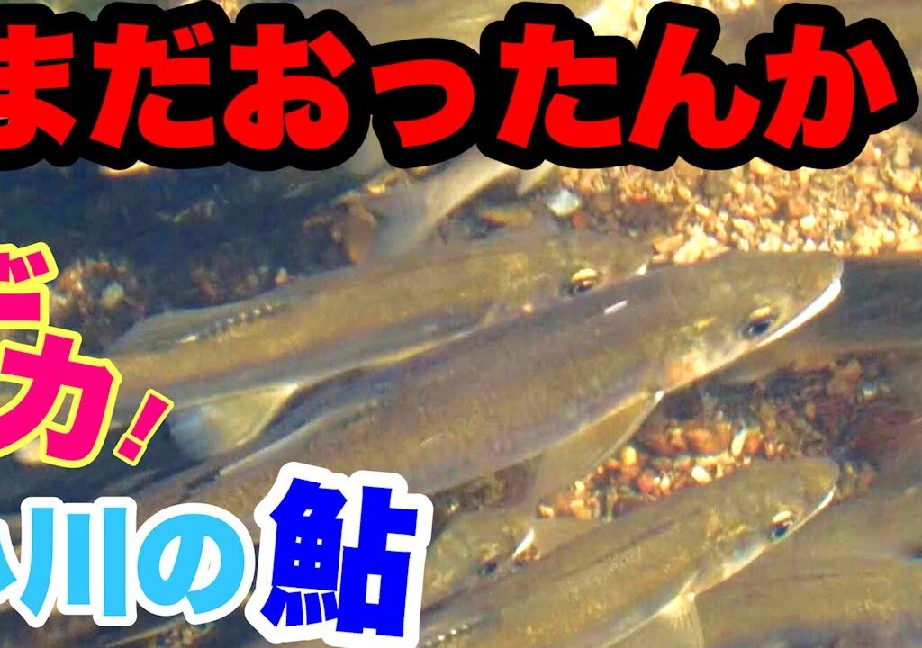 【まだおったんか？小川のデカ鮎】うじゃうじゃ！～愛媛県大洲市～