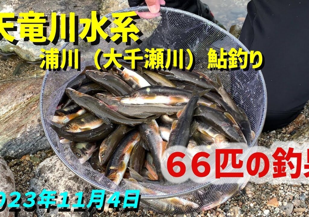 天竜川水系浦川（大千瀬川）鮎釣り