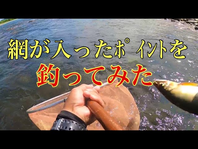 【鮎釣り】網が入っても釣れるんです！？