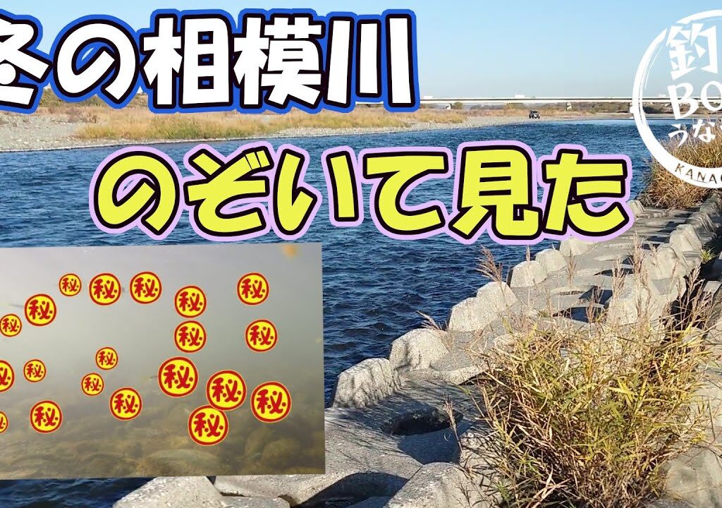 冬の相模川。12月の鮎解禁で鮎が居るのが調べに来た。