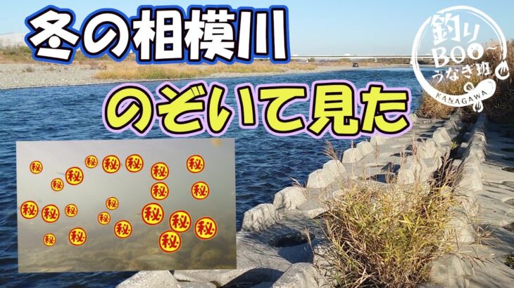 冬の相模川。12月の鮎解禁で鮎が居るのが調べに来た。