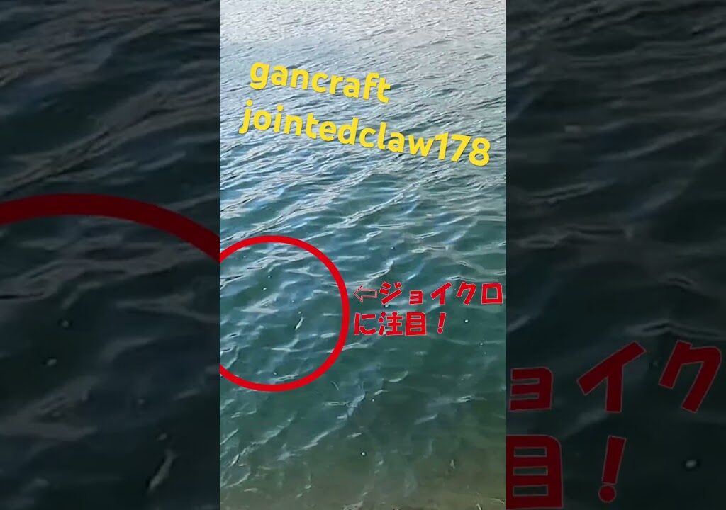 ガンクラフトのジョイクロ178で初冬のビックバス‼️ #釣り #fishing #fishingdaily #gancraft #ガンクラフト　#jointedclaw #ジョイクロ #ビックベイト