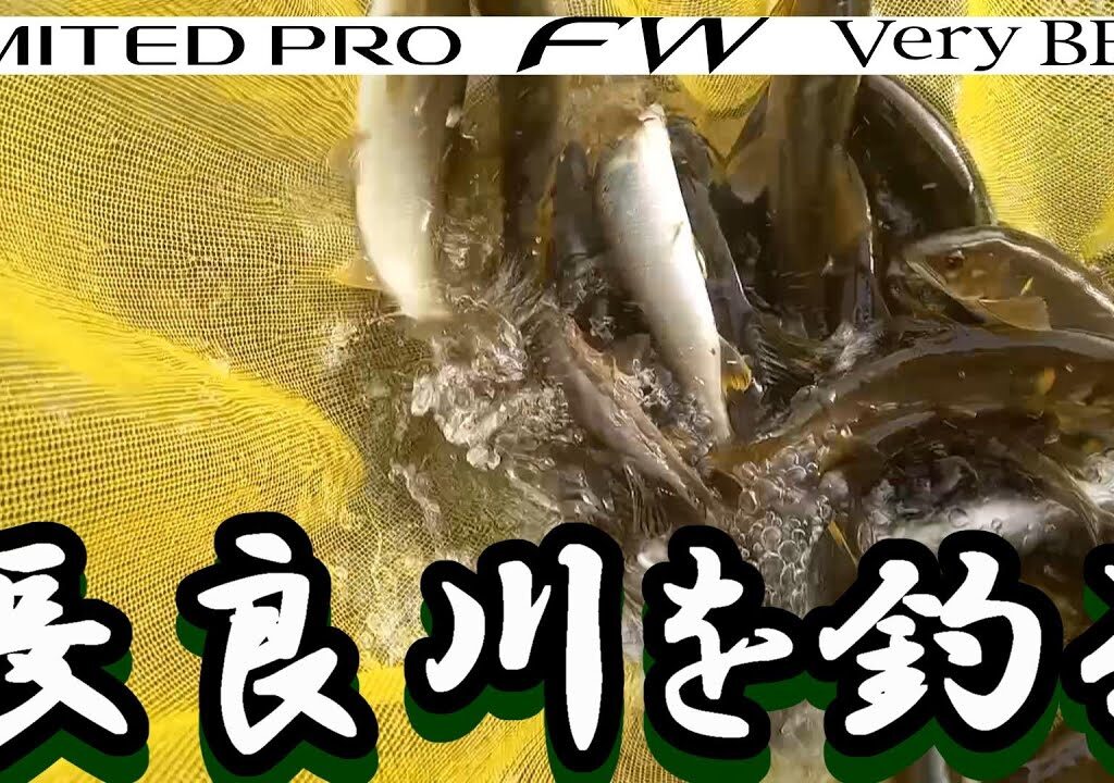 鮎釣り 白鳥赤瀬橋上下 白鳥橋下 長良川  2023年9月30日