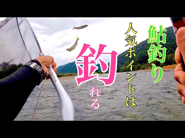 【鮎釣り】本日人気ポイントで釣りたい放題