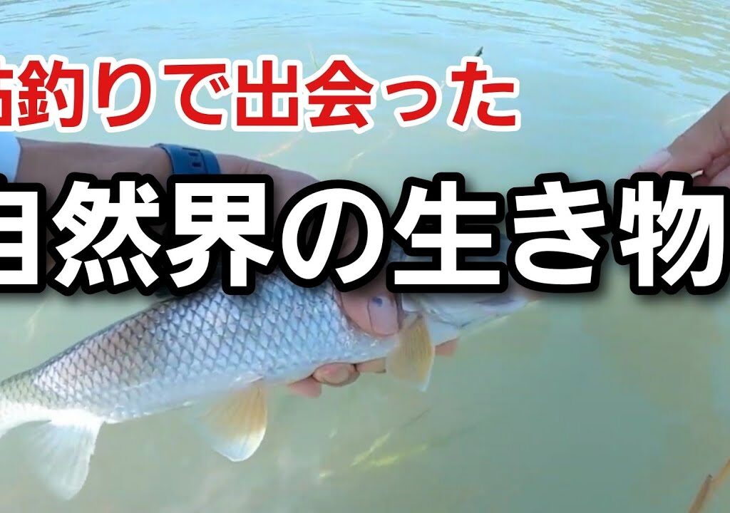 自然の中で鮎釣りをしているといろんな生き物に出会えます♪