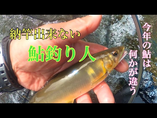 【鮎釣り】終盤戦ですが釣れるんです