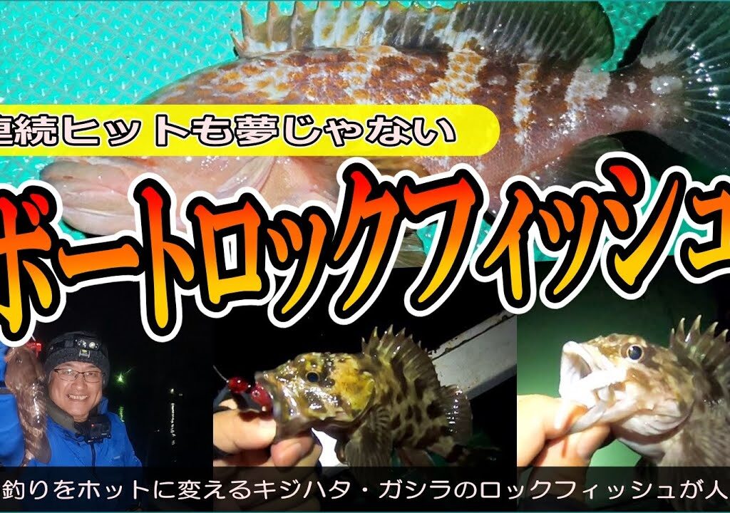【大翔丸】ボートロックフィッシュでキジハタ連発！ボートゲームで寒さを吹き飛ばせ！！