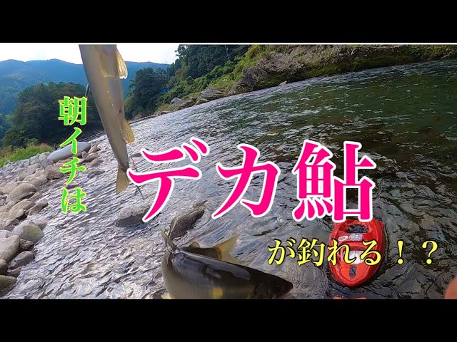 【鮎釣り】デカ鮎は朝イチに釣れる！？