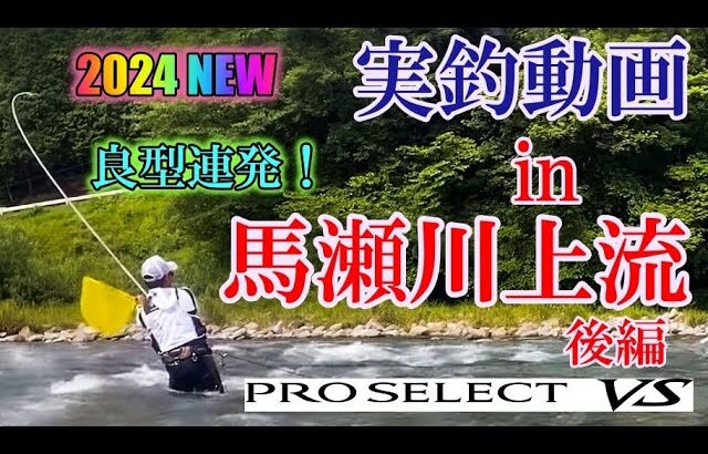 #72【良型連発で超興奮！】プロセレクトVS H90  in 馬瀬川上流　後編　★鮎入れ追い